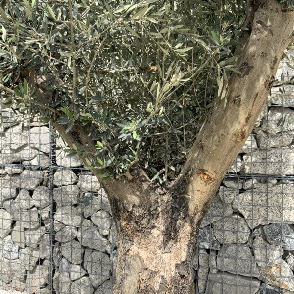 Gnarled Olive Tree Multi Stem H545 - 234BDA6E 45A2 4AB2 B896 9AAEEC3417E8 scaled