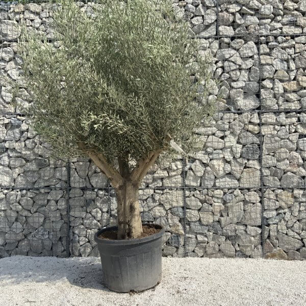 Tuscan Olive Tree XXL Fluted/Chunky Multi Stem H642 - 23622A55 1BD5 41FE 9BB4 53ED8BB07947 1 105 c