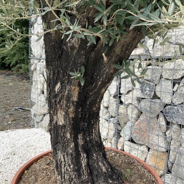 Olive Tree Gnarled XXL Natural Crown (In Patio Pot) H900 - 2515DBF2 FCAD 4275 A783 CBE1EF73F0CE 1 105 c