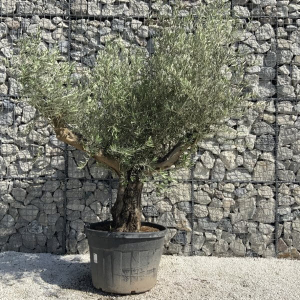 Gnarled Olive Tree Multi Stem H609 - 25256DF9 9C7C 4487 9C08 15B6612133A7 1 105 c