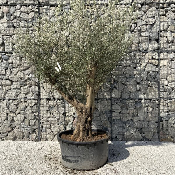 Gnarled Olive Tree XL Multi Stem Low Bowl H715 - 2566980B 8A78 4F09 9792 F495324A4966 1 105 c