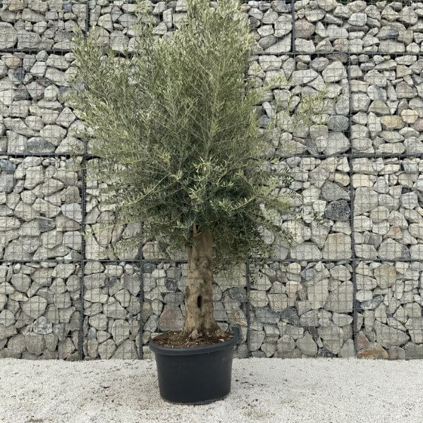 Olive Tree Super Tuscan Chunky Trunk (Individual) H631 - 25968035 0D55 4F36 94F6 C27BDC5D7ED6 1 105 c