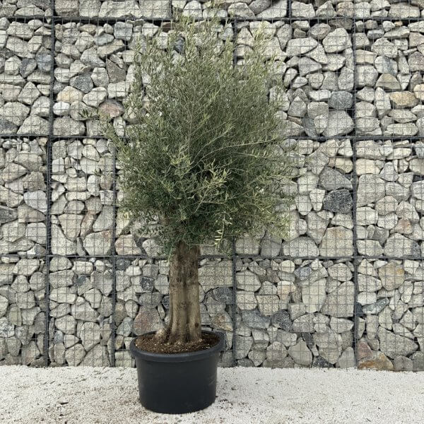 Olive Tree Super Tuscan Chunky Trunk (Individual) H634 - 261745D5 3F55 43DB A9F8 E0A797281C61 1 105 c