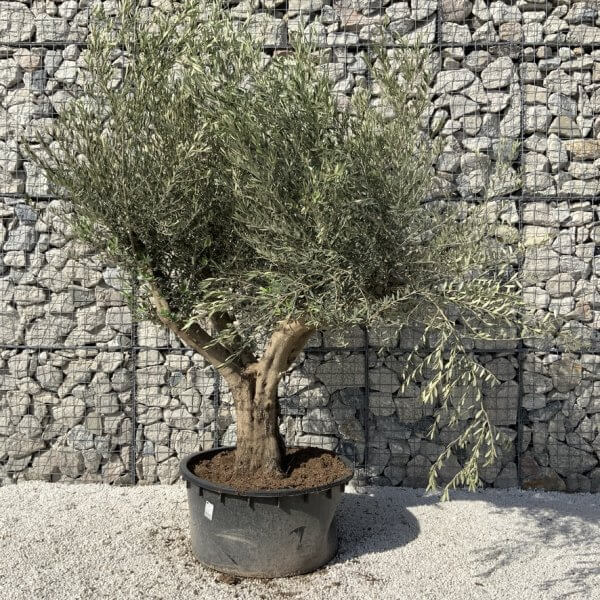 Gnarled Olive Tree XL Multi Stem Low Bowl H726 - 2712878B C0AD 4090 8B22 F974DC8782D5 1 105 c