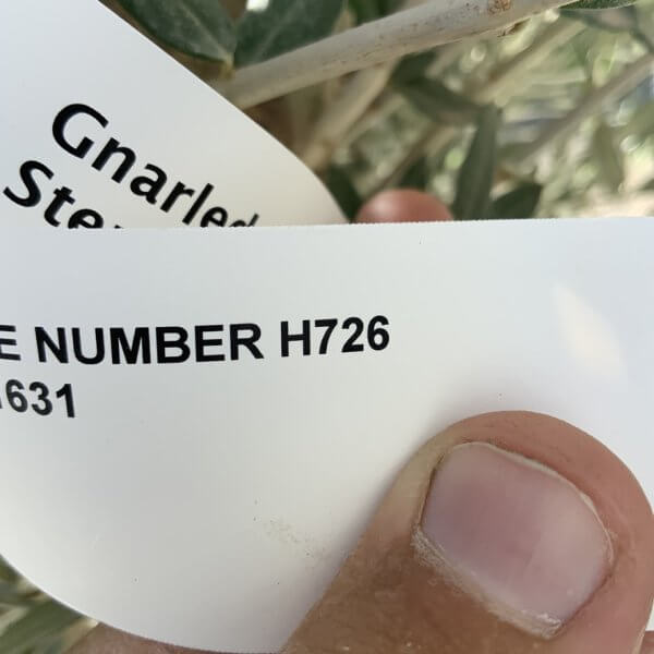 Gnarled Olive Tree XL Multi Stem Low Bowl H726 - 279C99FF 49E7 43F5 BE0A 7F0D46C825B8 1 105 c