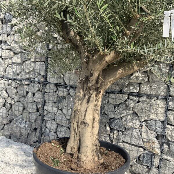 Tuscan Olive Tree XXL Fluted/Chunky Multi Stem H654 - 28EDA75F 6CE0 4A61 8D67 88E51B1392CA 1 105 c