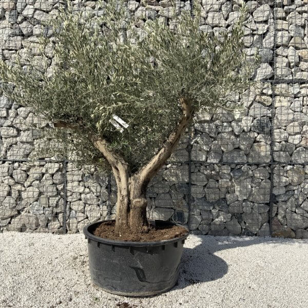 Gnarled Olive Tree XL Multi Stem Low Bowl H727 - 29628007 19A6 4303 A49F 963C598C1C32 1 105 c