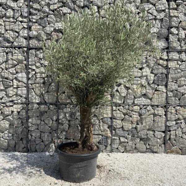 Semi Gnarled Olive Tree H880 - 2973C2BD C20F 4F43 9496 7B8D600A0754 1 105 c