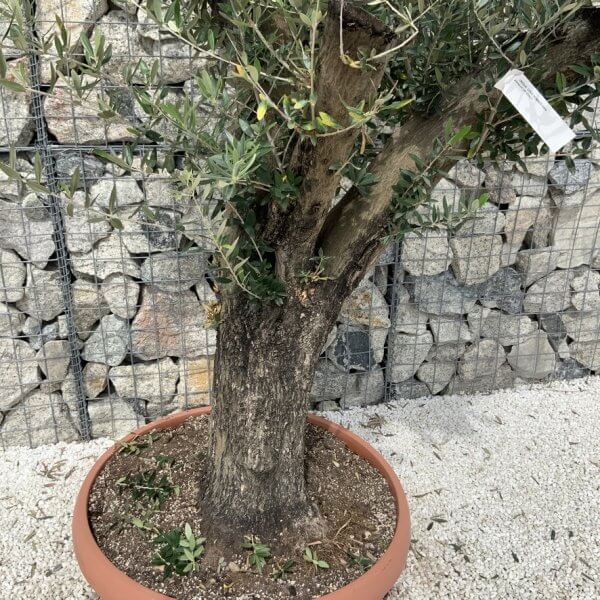 Olive Tree Gnarled XXL Natural Crown (In Patio Pot) H904 - 29BEF8C9 0439 4B77 AFE6 41CF6BF17905 1 105 c