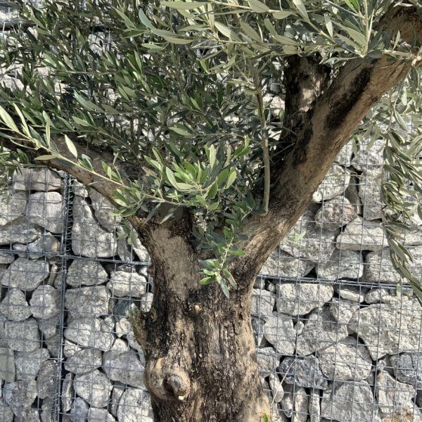 Gnarled Olive Tree Multi Stem H612 - 2C4FB2FE A78E 48B6 9FA4 33EFD91E6075 1 105 c