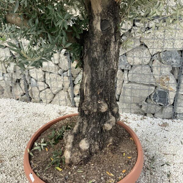 Olive Tree Gnarled XXL Natural Crown (In Patio Pot) H906 - 2CDF6D61 9388 4660 A33E C3F77CF3A57B 1 105 c