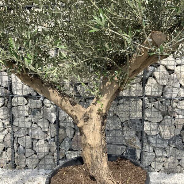 Gnarled Olive Tree Multi Stem H689 - 2D13E16B D4CB 48F9 B274 05C6BB261090 1 105 c