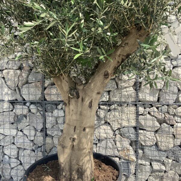 Tuscan Olive Tree XXL Fluted/Chunky Multi Stem H657 - 2E92B8CC 077A 4EB7 B972 EE6CED83FE6B 1 105 c