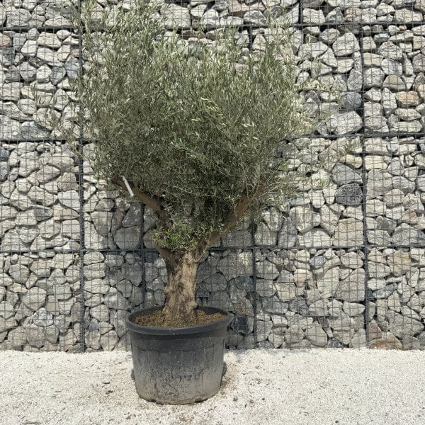 Gnarled Olive Tree Multi Stem H675 - 2EAF6962 9691 489C B0A6 A6503C5E7DDA 1 105 c