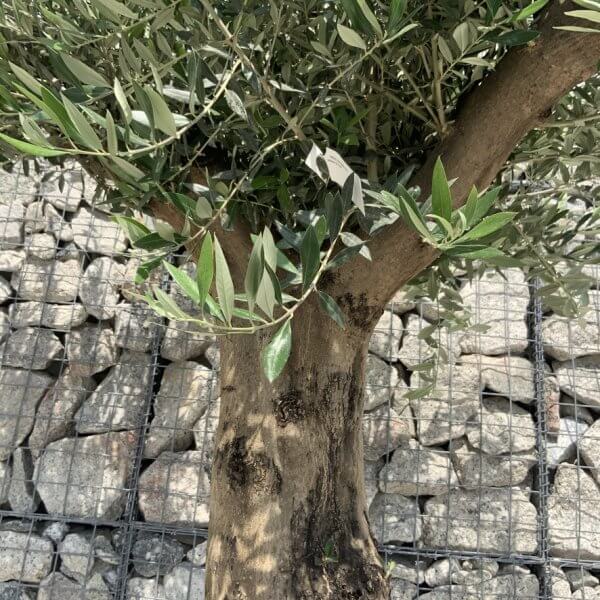 Gnarled Olive Tree Multi Stem H682 - 31458A3C 96F1 418B 9623 B3DD7BDC0B45 1 105 c
