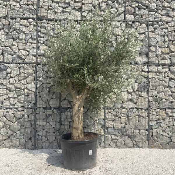 Tuscan Olive Tree XXL Fluted/Chunky Multi Stem H663 - 333E4765 153C 44DB AF5A AD4C1975956B 1 105 c