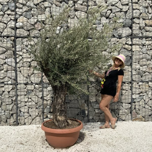 Olive Tree Gnarled XXL Natural Crown (In Patio Pot) H901 - 34E07975 EEE7 4F59 9726 A9E3988A4D7E 1 105 c