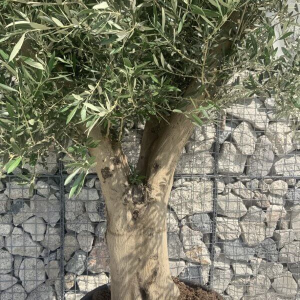 Tuscan Olive Tree XXL Fluted/Chunky Multi Stem H661 - 3508AFC8 F48F 48B8 871A C75F53FBA999 1 105 c