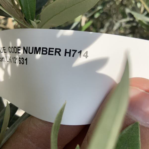 Gnarled Olive Tree XL Multi Stem Low Bowl H714 - 353B8856 B305 48C8 8AAD 5FE19EE15A1F 1 105 c