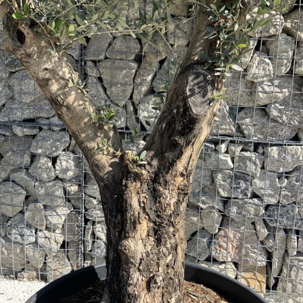 Gnarled Olive Tree Multi Stem H589 - 3588F47D A074 4D47 9EBB 974ECED8FCCF 1 105 c