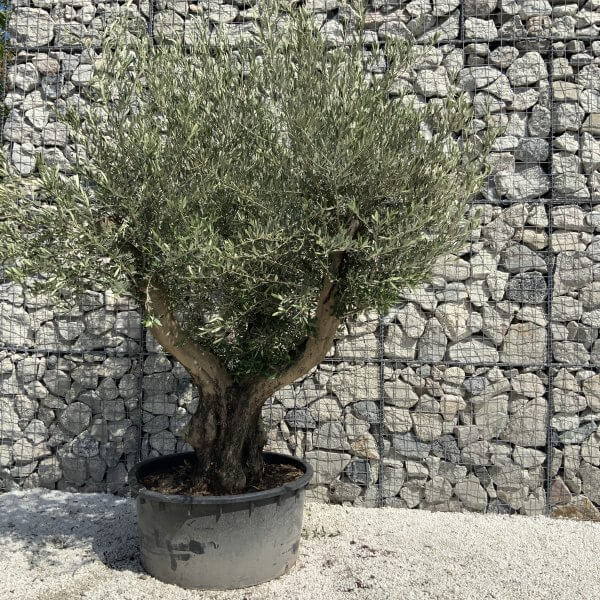 Gnarled Olive Tree XL Multi Stem Low Bowl H626 - 35F74763 AEC1 4751 A971 751782A81F77 scaled