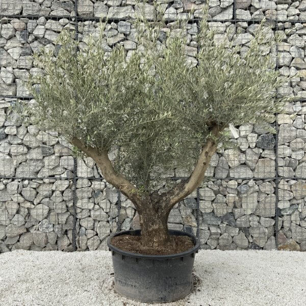 Gnarled Olive Tree XL Multi Stem Low Bowl H566 - 3A07DA79 C3C6 4BD5 BADE A67223993AA1 1 105 c