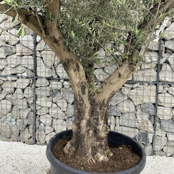 Gnarled Olive Tree Multi Stem H548 - 3BF1AE16 EB67 440C A573 8F156AF1EF6E scaled