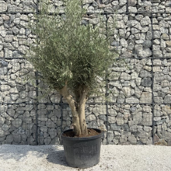 Tuscan Olive Tree XXL Fluted/Chunky Multi Stem H655 - 3CCC3088 E0C8 4A9E 90F4 34D4CAF6E87B 1 105 c
