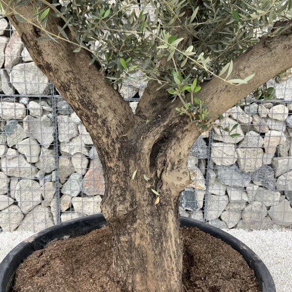 Gnarled Olive Tree XL Multi Stem Low Bowl H562 - 3F1BF1DE B34D 4D11 8ADF 4D33A8E245A3 1 105 c