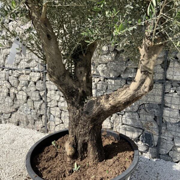Gnarled Olive Tree XL Multi Stem Low Bowl H706 - 3FEADFE0 7190 42DA 96C2 CABE513FDEA8 1 105 c