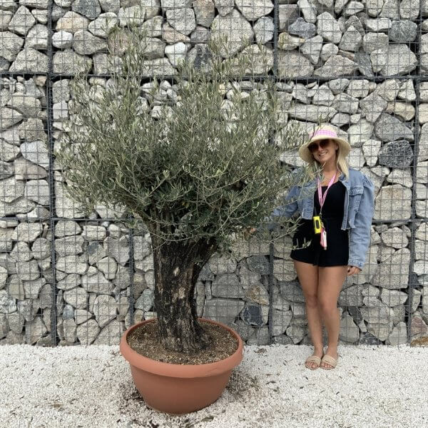 Olive Tree Gnarled XXL Natural Crown (In Patio Pot) H900 - 403BADB2 5530 4FCF BF5A 7EBEE1BE4A56 1 105 c
