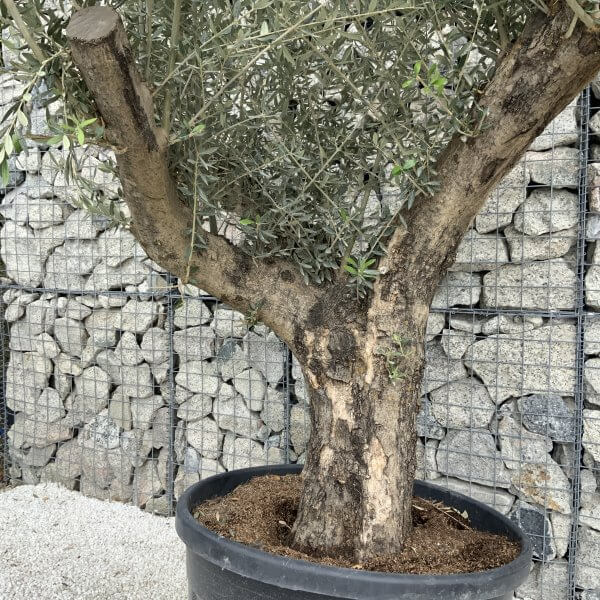 Gnarled Olive Tree Multi Stem H542 - 404C77C7 DD7C 4B4B 9797 07A6E9E0F747 scaled