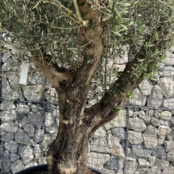 Gnarled Olive Tree XL Multi Stem Low Bowl H619 - 4198DE7C B53E 4586 BE11 B4D021C09184 1 105 c