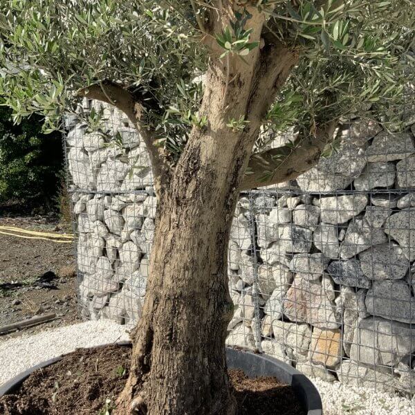 Gnarled Olive Tree XL Multi Stem Low Bowl H714 - 42A8E68C 87A0 4B19 8224 B636023C715B 1 105 c