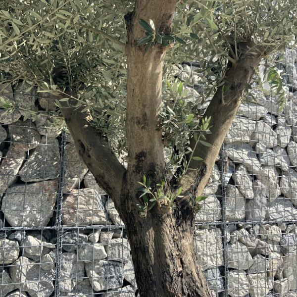 Gnarled Olive Tree Multi Stem H604 - 42DF366B 0B32 4B69 B5D8 64D2B9F8B569 scaled