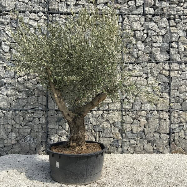 Gnarled Olive Tree XL Multi Stem Low Bowl H615 - 43A6A431 7C8B 4AF7 8482 291E8DFE974B 1 105 c