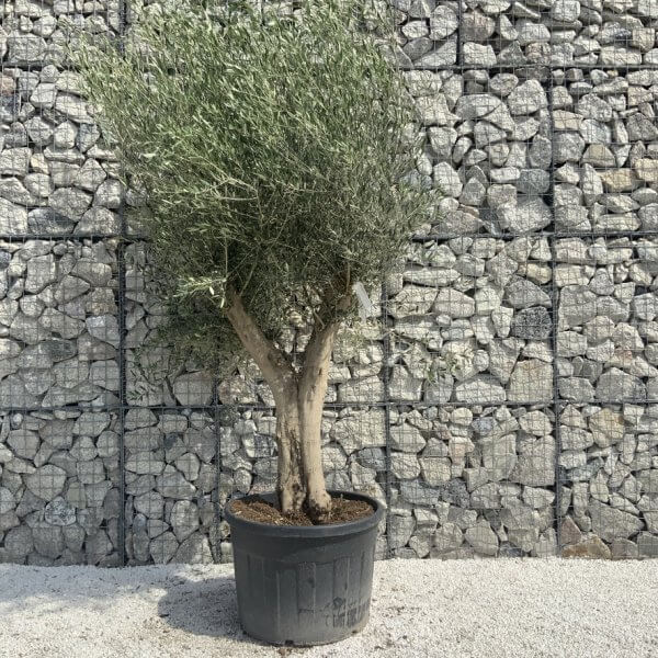 Tuscan Olive Tree XXL Fluted/Chunky Multi Stem H644 - 46770033 A6A3 47C6 93E4 515832027AA8 1 105 c