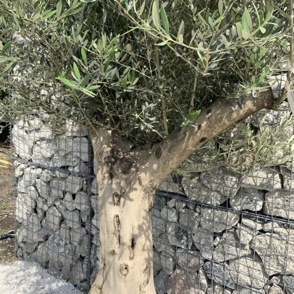 Tuscan Olive Tree XXL Fluted/Chunky Multi Stem H651 - 4755292A 9998 4082 B683 3473A3BD1BEB 1 105 c