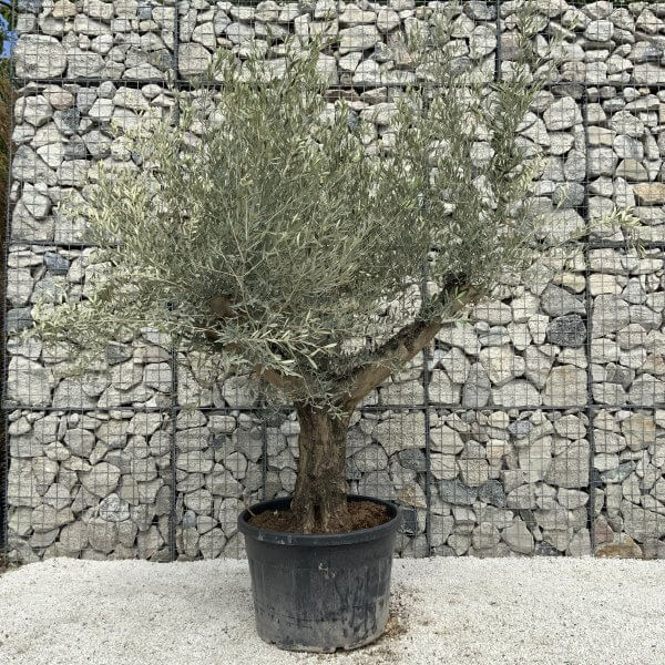 Gnarled Olive Tree Multi Stem H549 - 47BBE68B 9F1B 44C9 938B 06B9A1E49F2C scaled