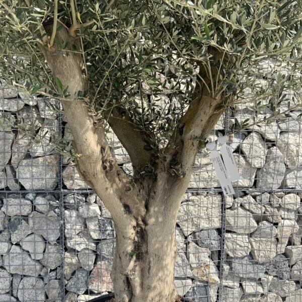Tuscan Olive Tree XXL Fluted/Chunky Multi Stem H648 - 48D3069E BEB2 4999 983A C1C767A1151E 1 105 c