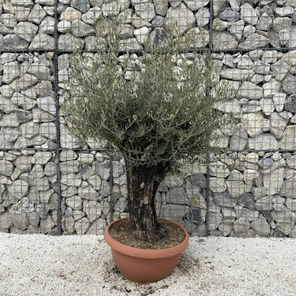 Olive Tree Gnarled XXL Natural Crown (In Patio Pot) H900 - 48E734AA F921 4994 9E54 27FC118CD184 1 105 c