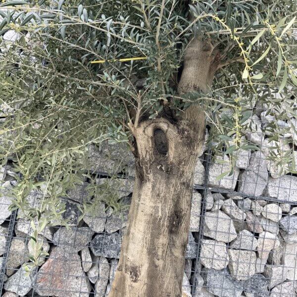 Olive Tree Super Tuscan Chunky Trunk (Individual) H633 - 4AB968C2 8BF1 4070 8DB0 4286D07244A6 1 105 c