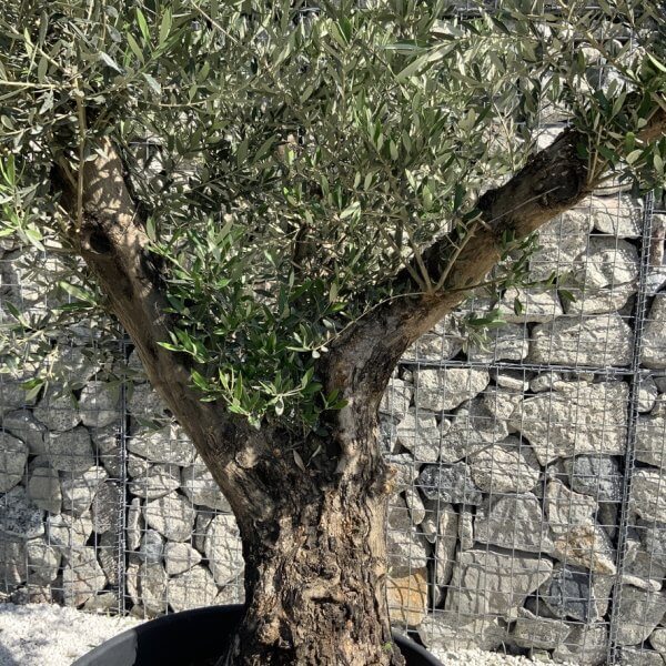 Gnarled Olive Tree Multi Stem H605 - 4B3D5201 0E35 4EA5 A336 7958D200606C 1 105 c