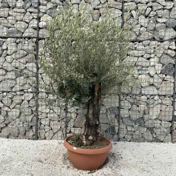 Olive Tree Gnarled XXL Natural Crown (In Patio Pot) H906 - 4CF849EC 2614 49BC AE41 380D8116C67E 1 105 c