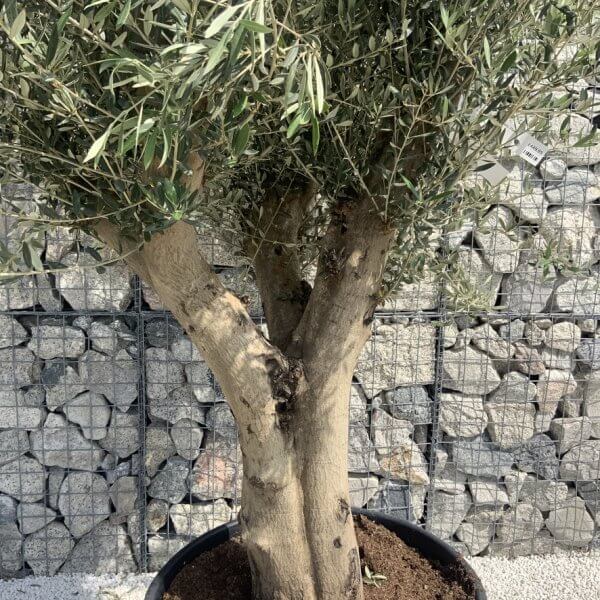 Tuscan Olive Tree XXL Fluted/Chunky Multi Stem H655 - 4E629725 EEE6 4151 9CEB 644681B30794 1 105 c