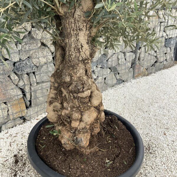 Semi Gnarled Olive Tree H846 - 501134BA 7F22 4539 A4E2 71D852945965 1 105 c