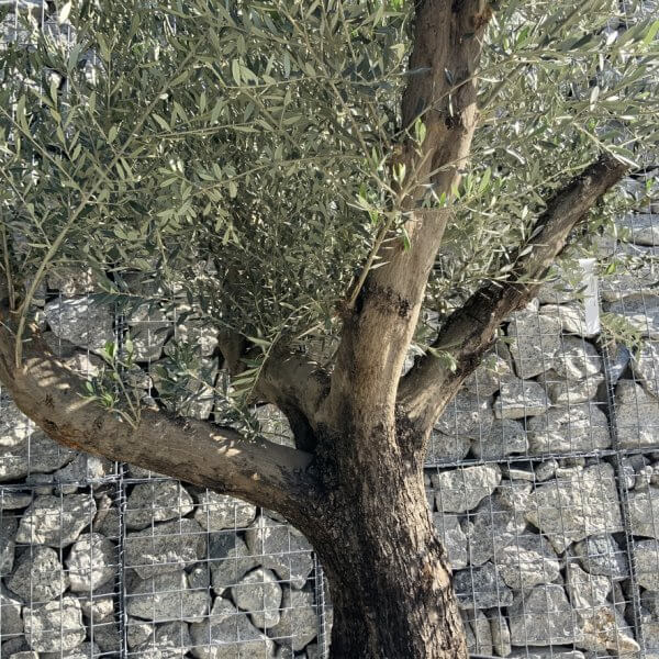 Gnarled Olive Tree Multi Stem H584 - 516968AE 5BE4 465C 8A6D 531730AA30A7 1 105 c