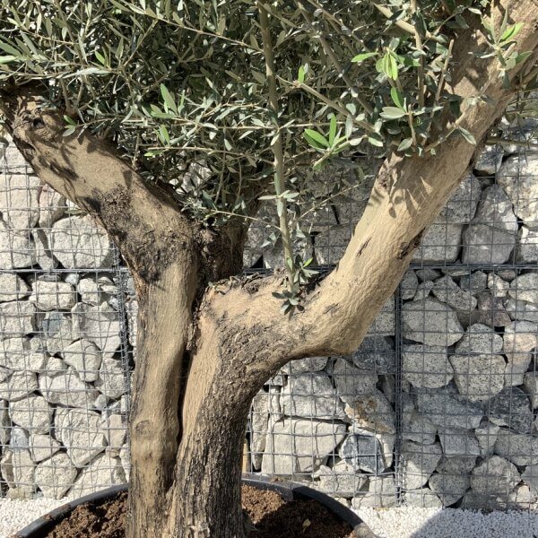 Gnarled Olive Tree XL Multi Stem Low Bowl H712 - 5284869D 2065 4E52 BC7D 524E2D35C079 1 105 c