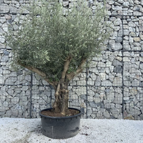 Gnarled Olive Tree XL Multi Stem Low Bowl H625 - 54606813 8513 46F6 BA0D BB6986958C6E scaled
