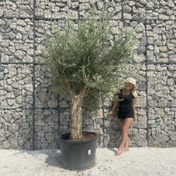 Tuscan Olive Tree XXL Fluted/Chunky Multi Stem H663 - 5496C779 CABE 494A A88A 14D462EA9A29 1 105 c